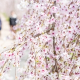 写真：桜の開花と心の開花、お花見シーズンから始まる不倫とは？