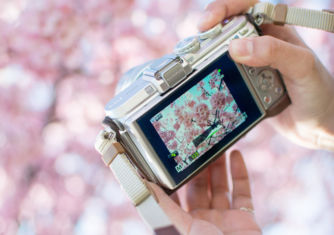 散る桜、残る桜も散る桜